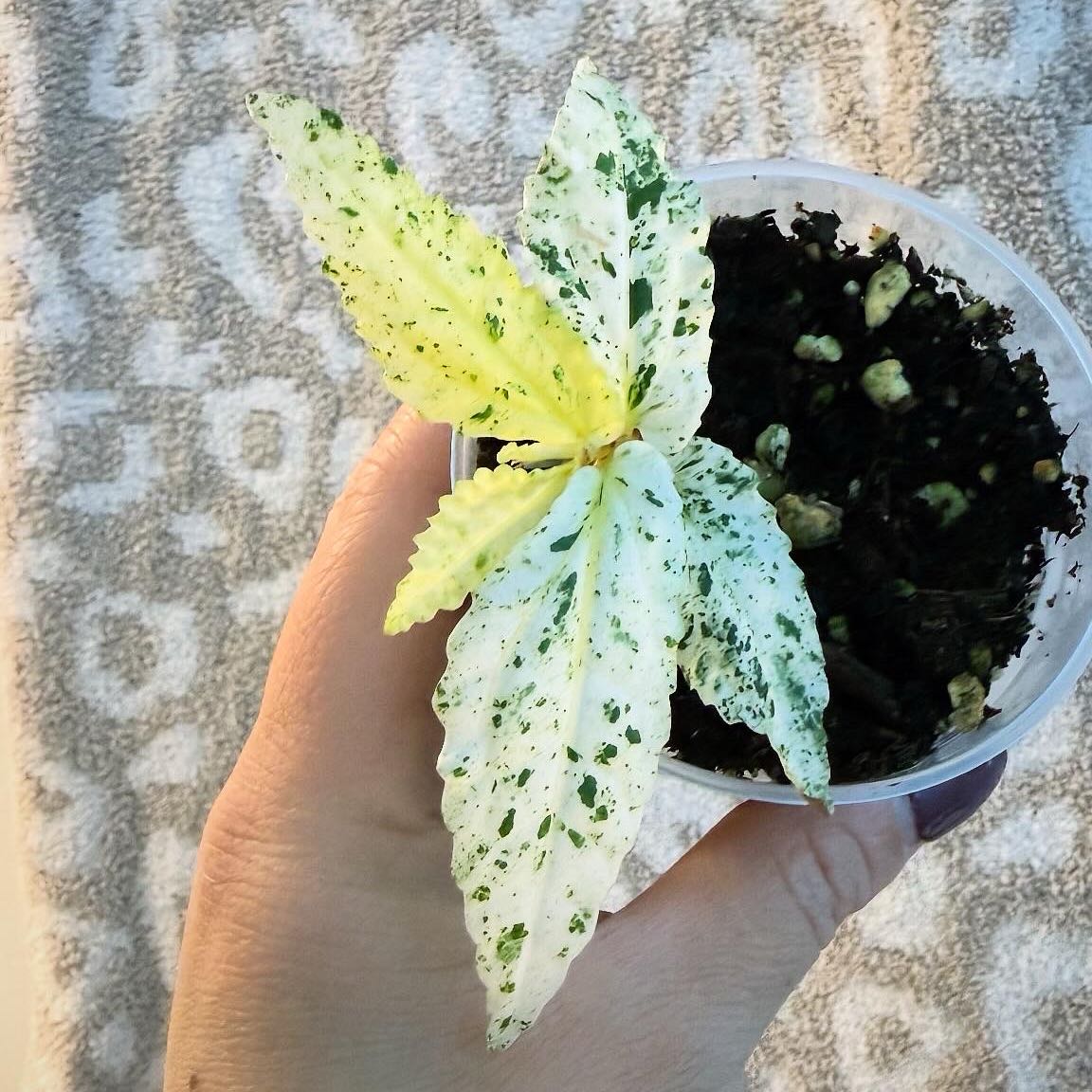 Photo of the plant species Pellionia by @itsfabiii named Begonia Peppermint on Greg, the plant care app