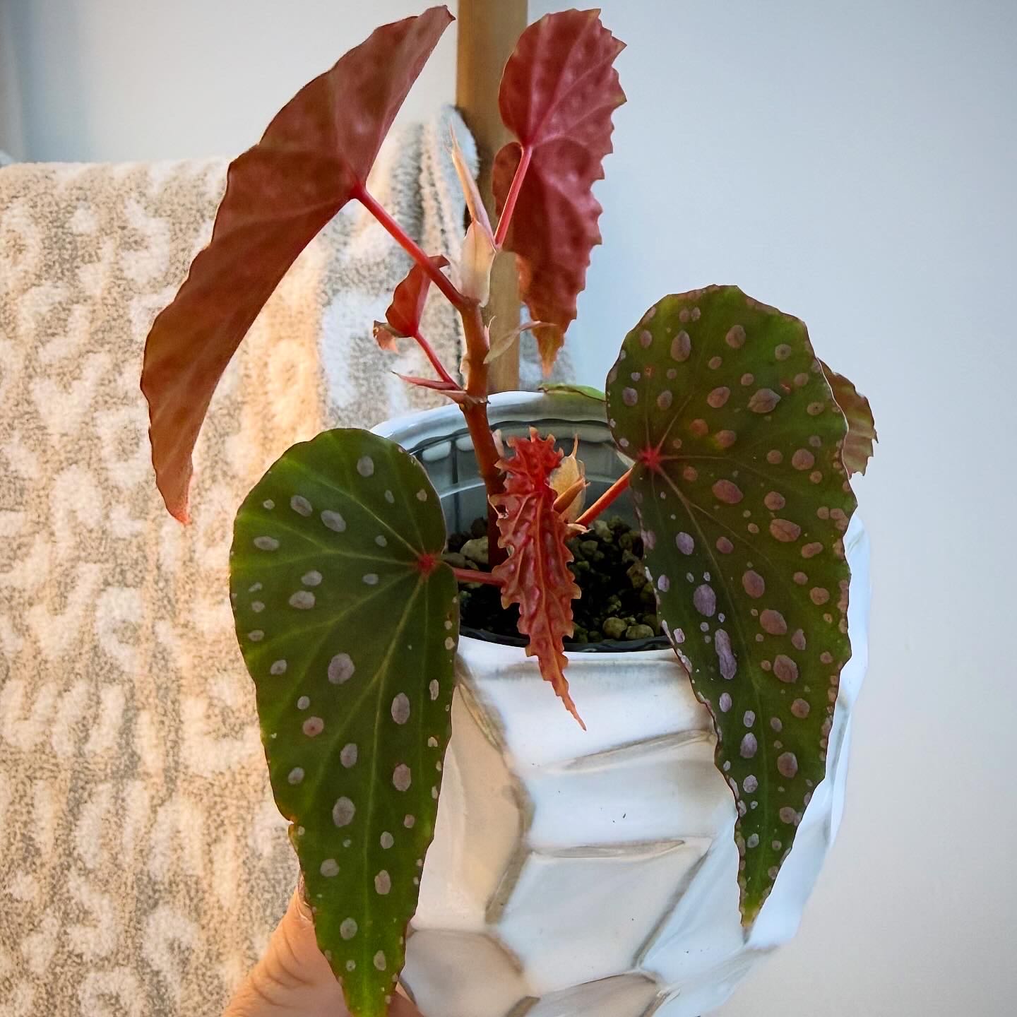 Photo of the plant species Begonia malachosticta by @itsfabiii named Begonia Malachosticta on Greg, the plant care app
