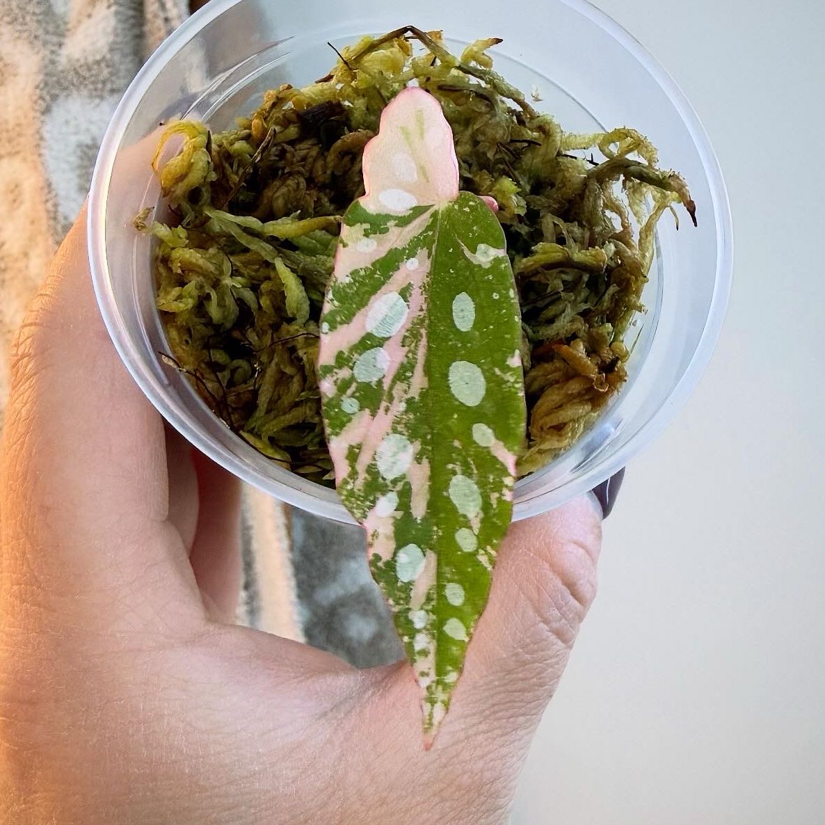 Photo of the plant species Variegated Begonia maculata by @itsfabiii named Begonia Maculata Var on Greg, the plant care app