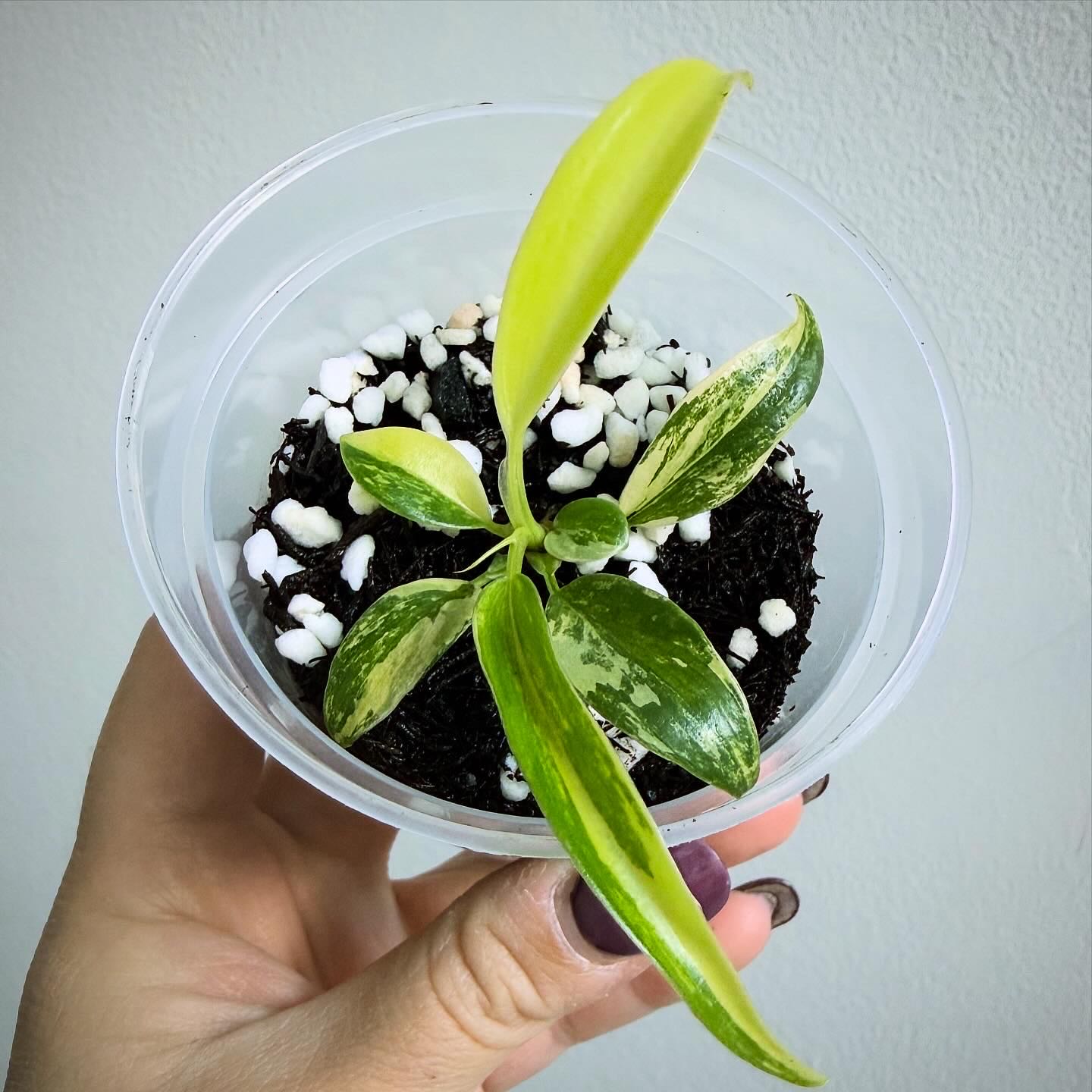 Photo of the plant species Florida beauty x Tortum by @itsfabiii named Philodendron Flobe x Tortum on Greg, the plant care app