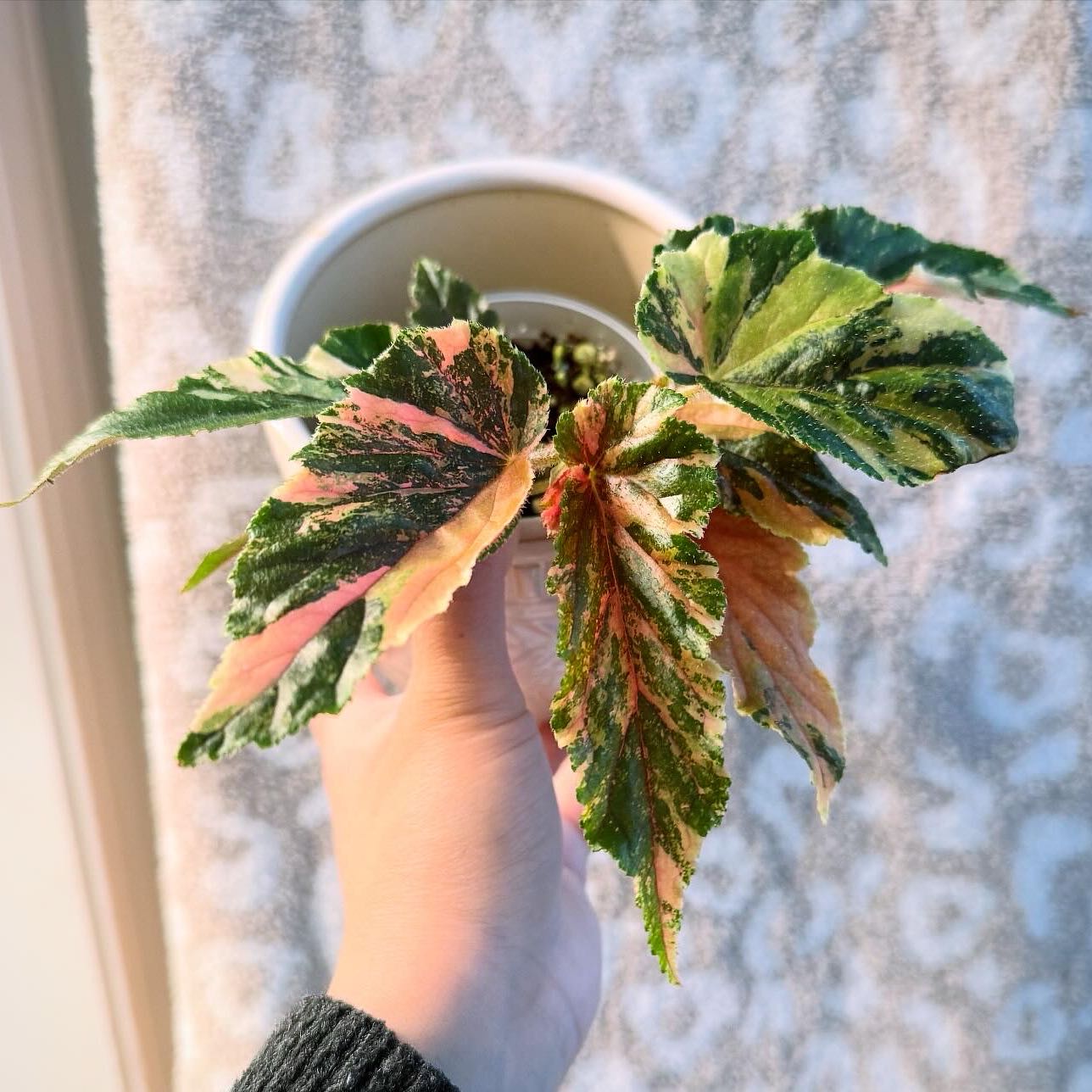Photo of the plant species Begonia 'Ginny Galaxy' by @itsfabiii named Begonia Ginny Galaxy on Greg, the plant care app