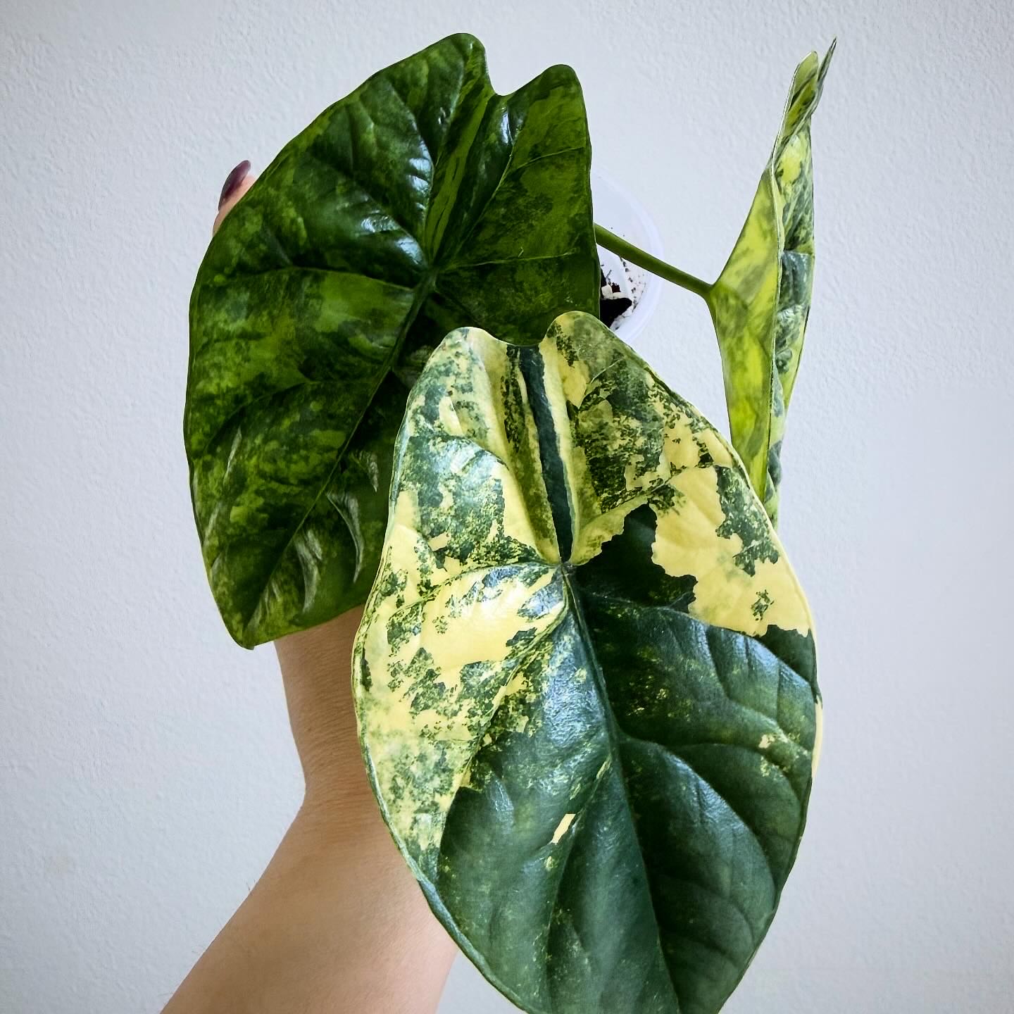 Alocasia sinuata 'Variegata': How Much Water & Light Does it Need
