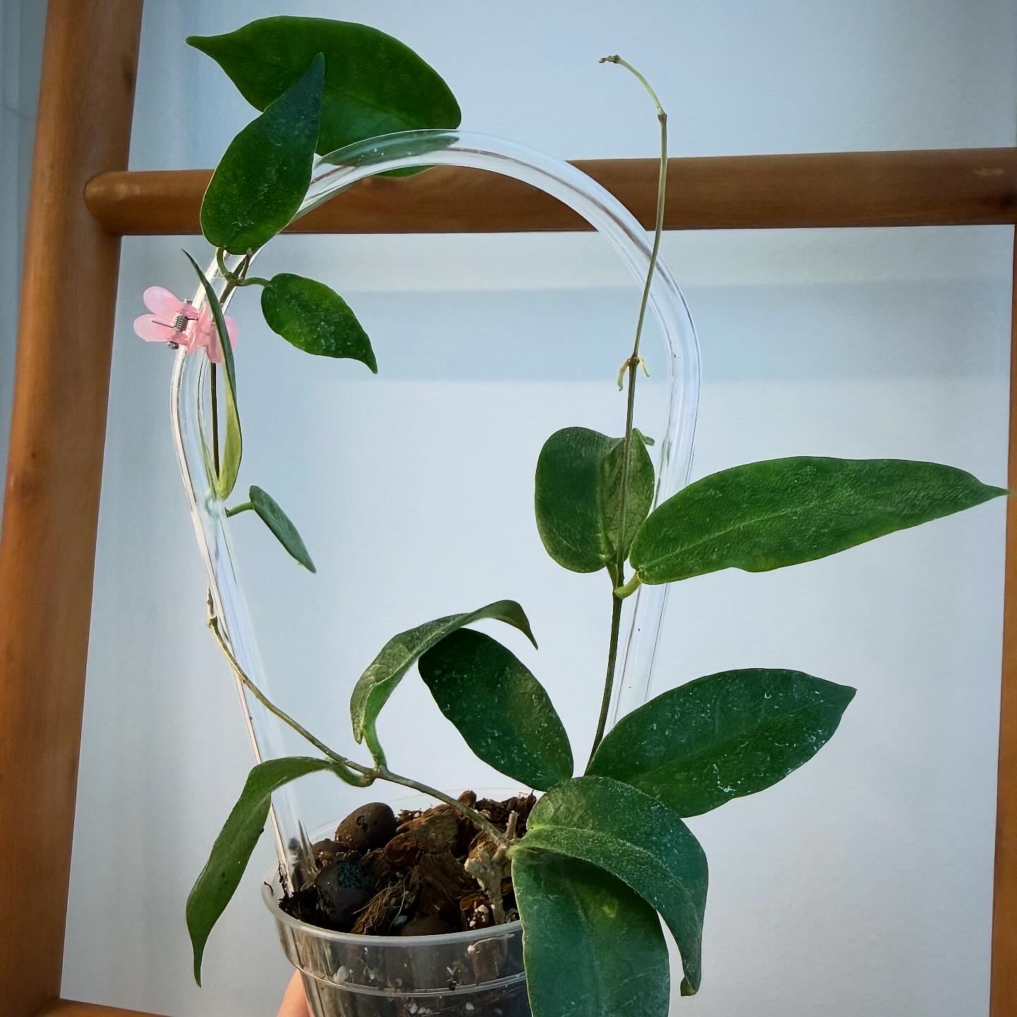 Photo of the plant species Hoya patella by @itsfabiii named Hoya Patella Pink on Greg, the plant care app