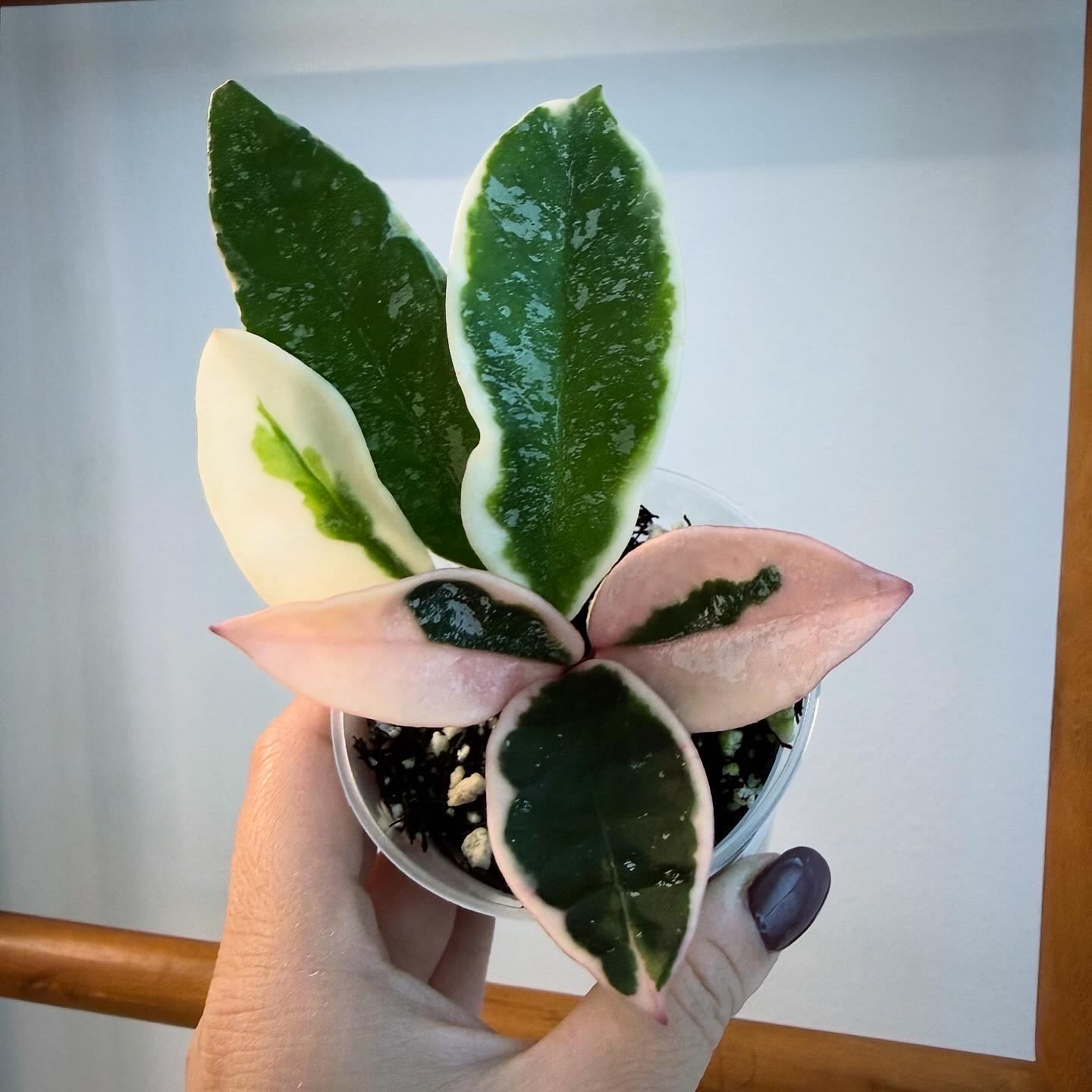 Photo of the plant species Hoya Carnosa Variegata Tricolor by @itsfabiii named Hoya Carnosa Queen Splashy on Greg, the plant care app