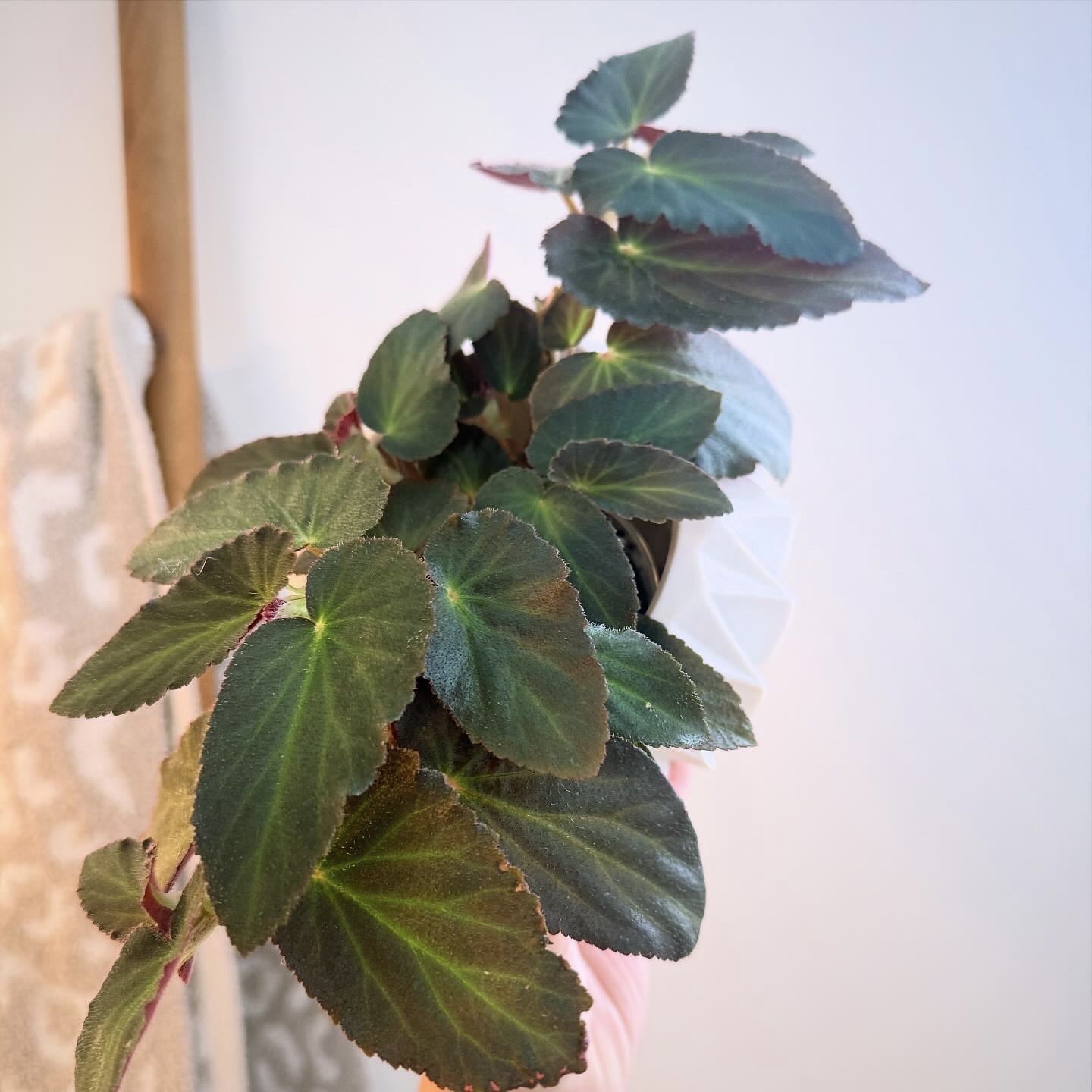 Photo of the plant species Brazilian Lady Begonia by @itsfabiii named Begonia Withlacoochee on Greg, the plant care app