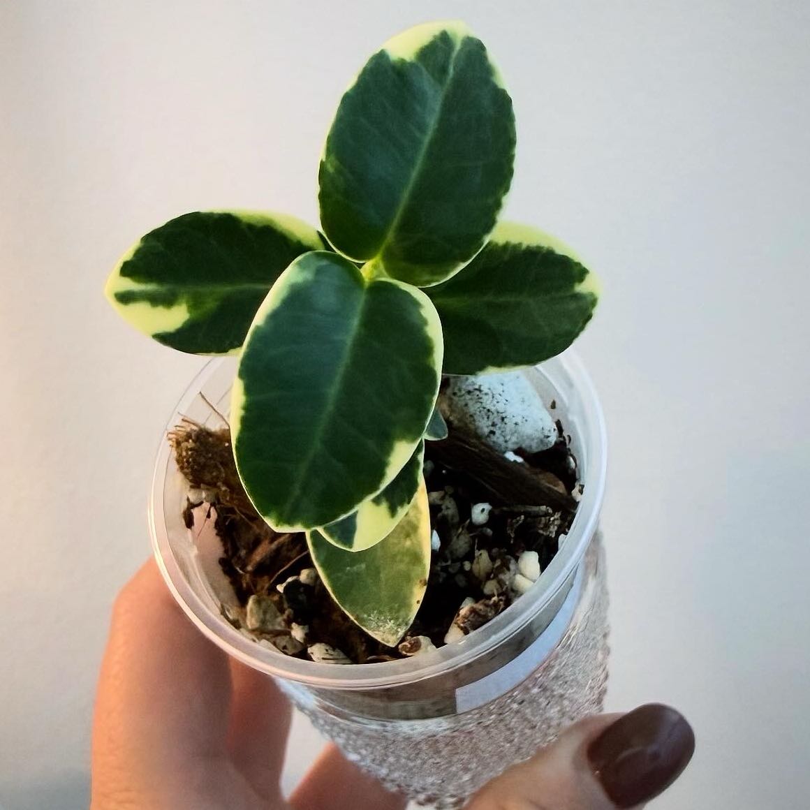 Photo of the plant species Variegated Hoya cumingiana by @itsfabiii named Hoya Cumingiana Var on Greg, the plant care app