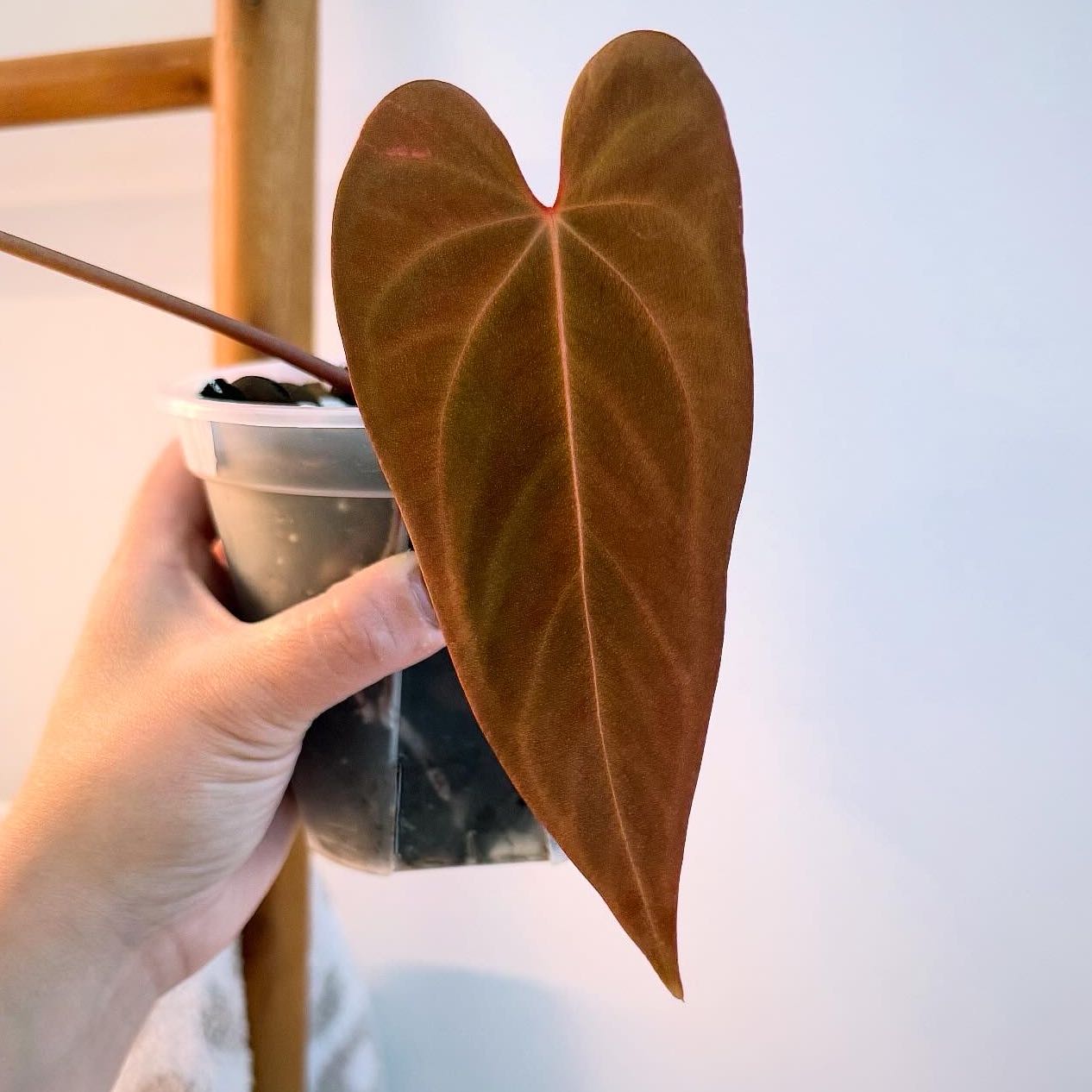 Photo of the plant species Anthurium papillilaminum x magnificum by @itsfabiii named Anthurium Pap x Mag on Greg, the plant care app