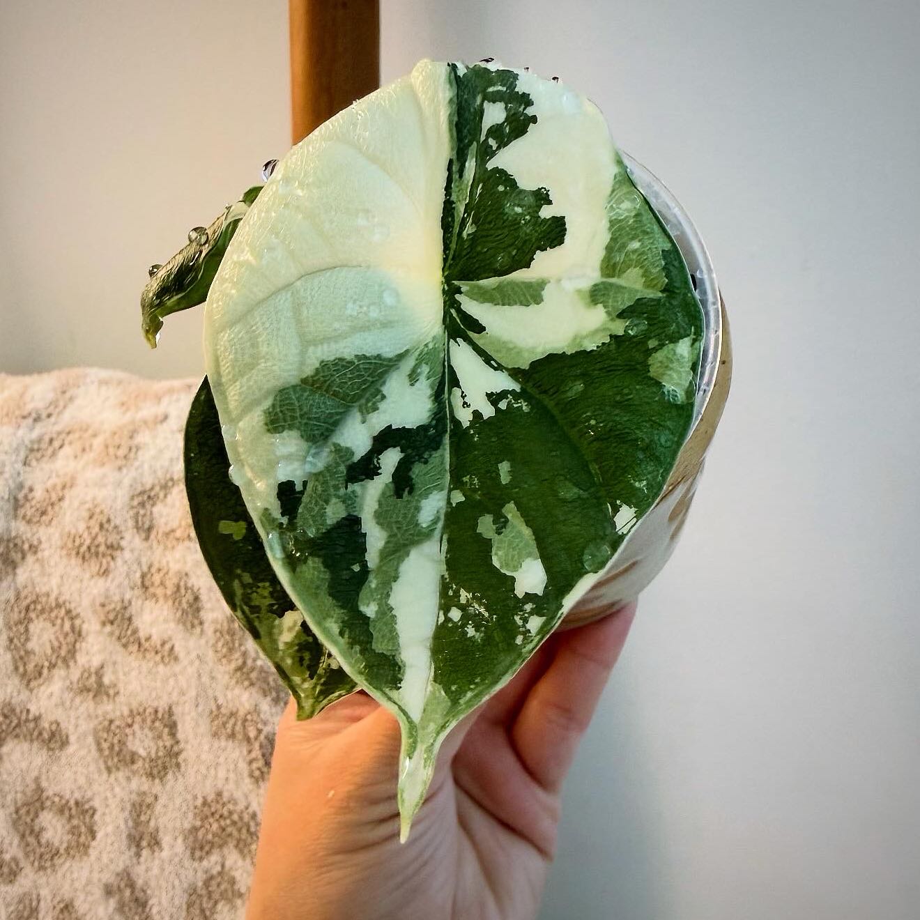 Photo of the plant species Alocasia 'Melo' Albo by @itsfabiii named Alocasia Melo Albo on Greg, the plant care app