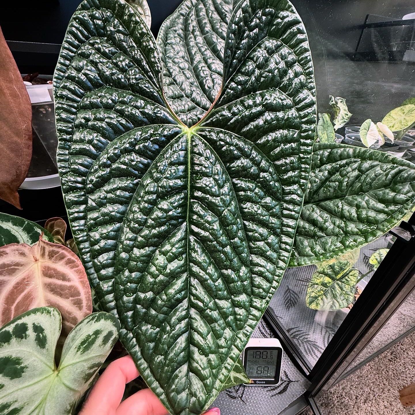 Photo of the plant species Anthurium Luxurians by @itsfabiii named Anthurium Luxurians on Greg, the plant care app