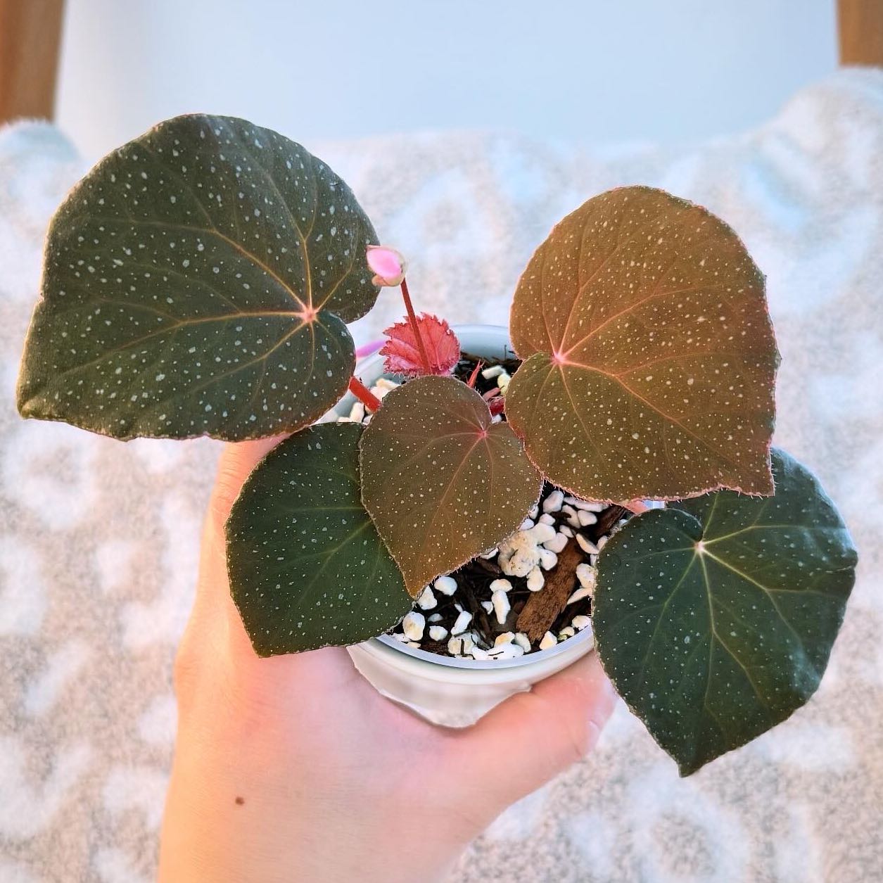 Photo of the plant species Begonia caramoanensis by @itsfabiii named Begonia U185/632 on Greg, the plant care app
