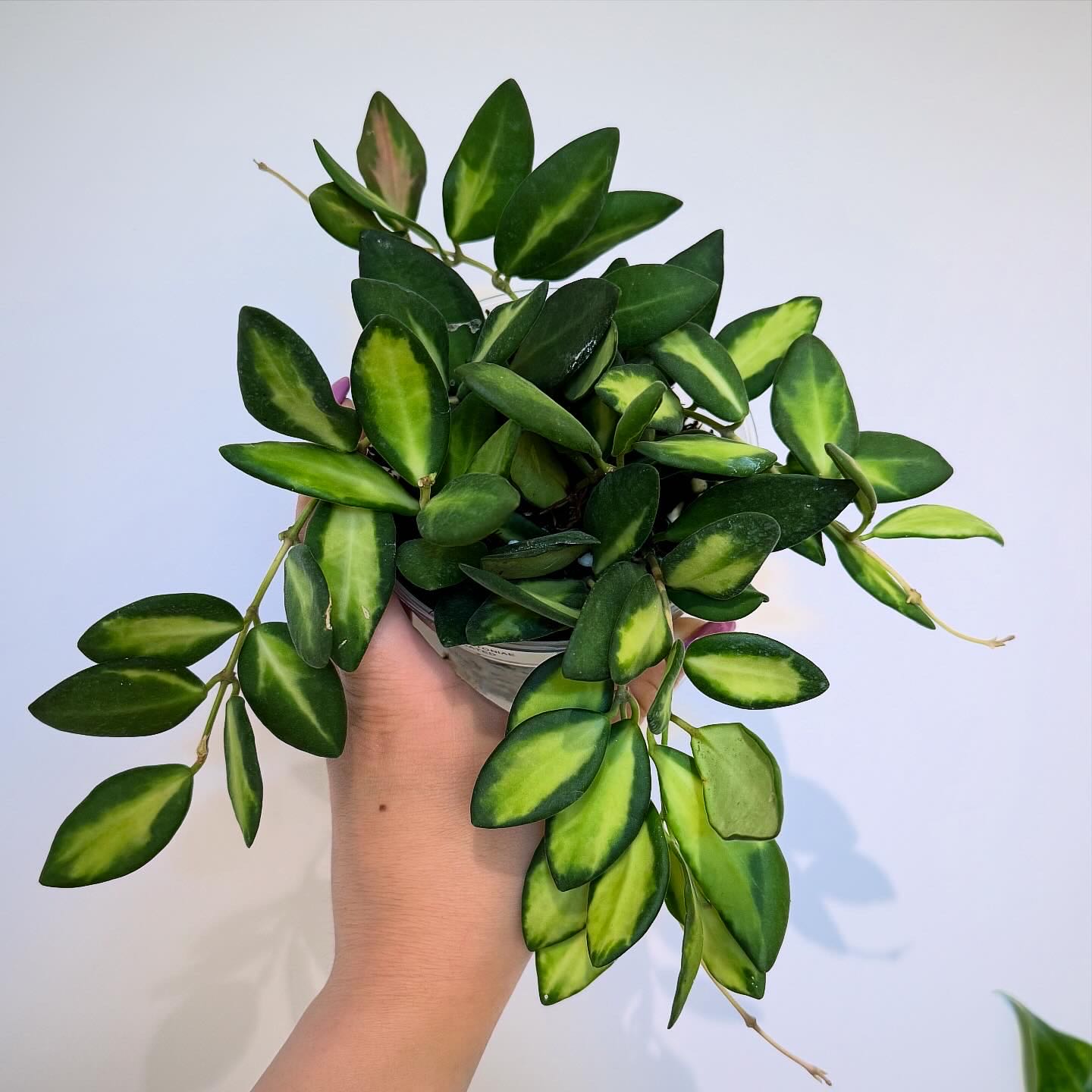 Photo of the plant species hoya burtoniae variegata by @itsfabiii named Hoya Burtoniae Var on Greg, the plant care app
