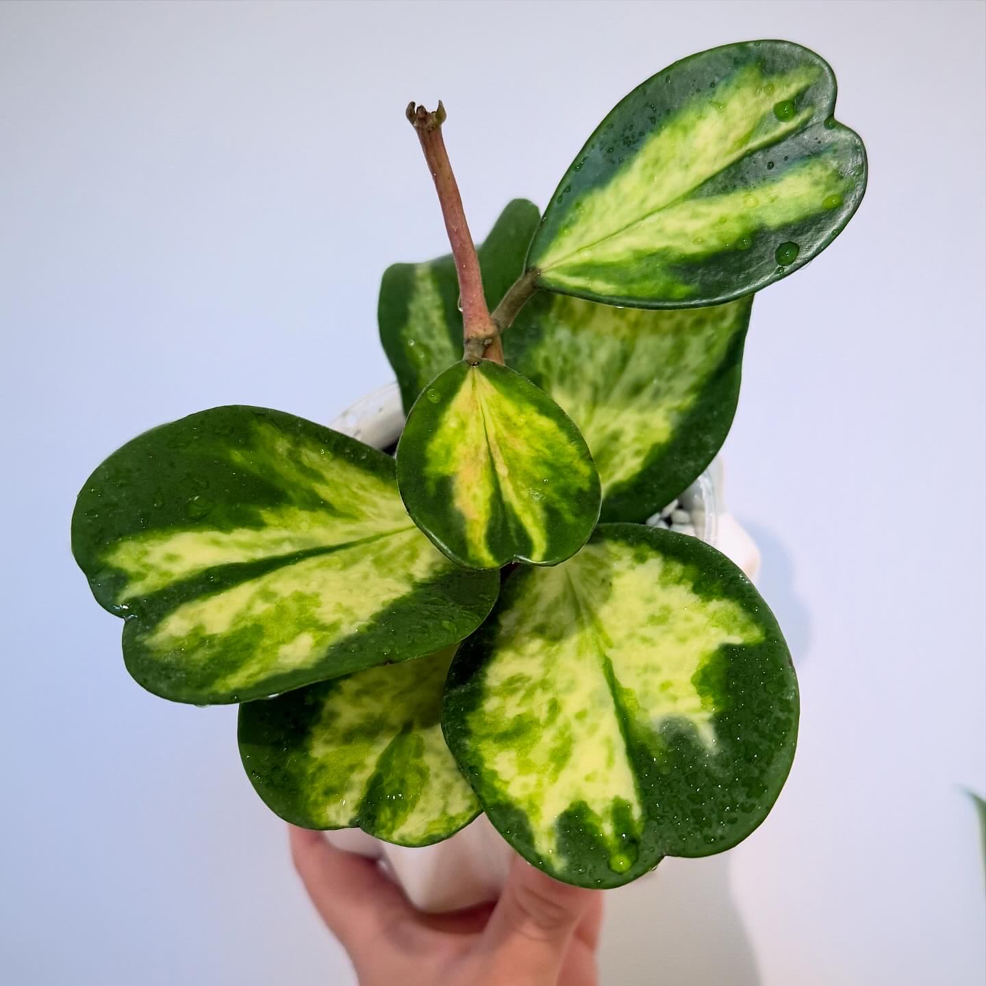 Photo of the plant species reverse variegataed hoya kerri by @itsfabiii named Hoya Kerrii Reverse on Greg, the plant care app