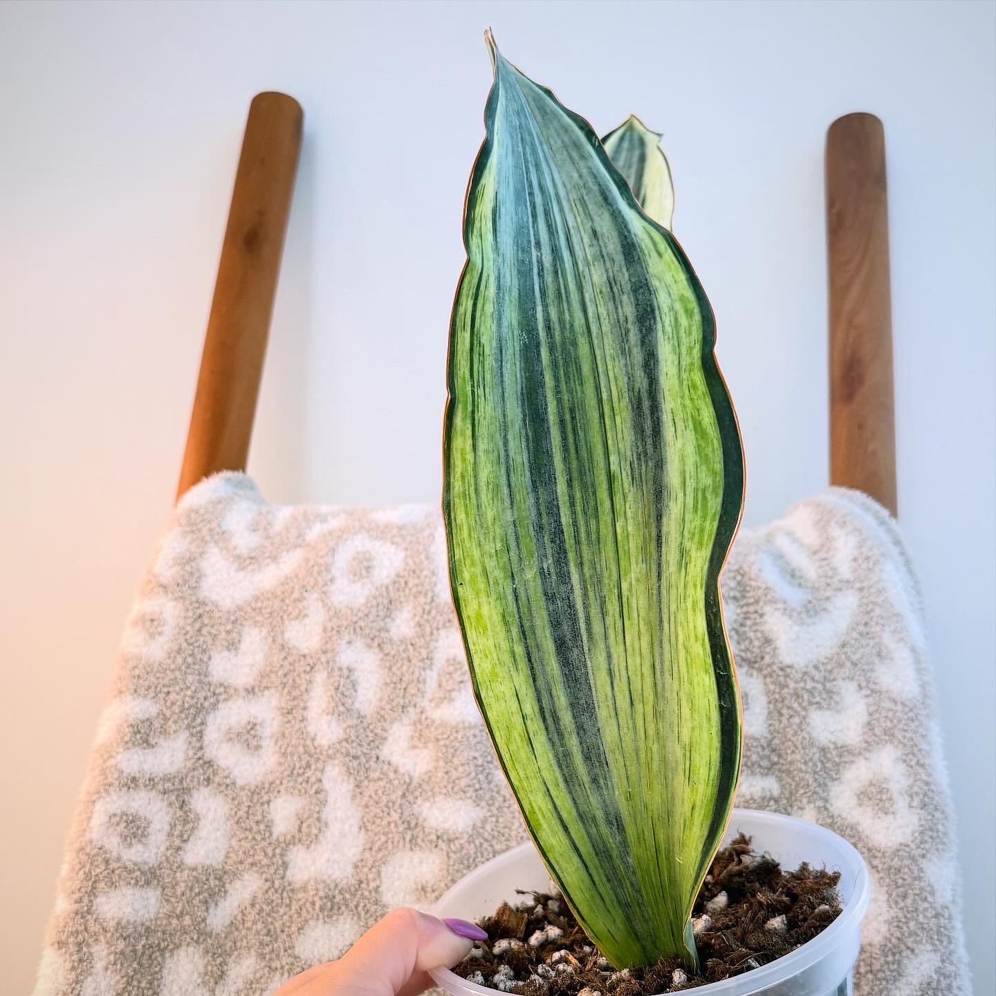 Photo of the plant species Variegated Whale Fin by @itsfabiii named Sansevieria Whale Fin Bruda Mint on Greg, the plant care app