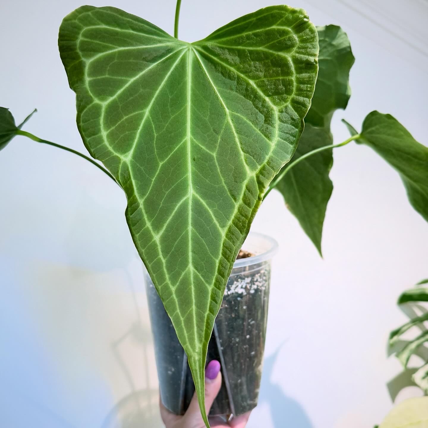 Photo of the plant species Delta Force Anthurium by @itsfabiii named Anthurium Delta Force on Greg, the plant care app