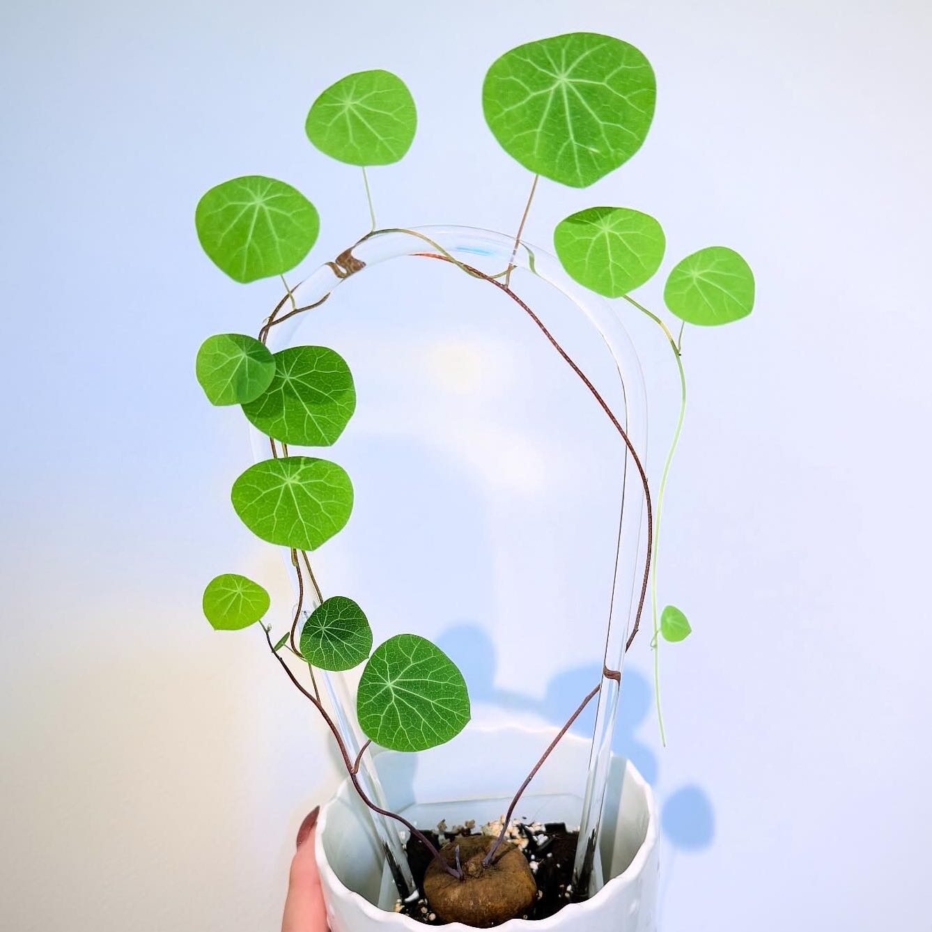 Photo of the plant species Stephania Cepharanta by @itsfabiii named Stephania Cepharanta on Greg, the plant care app