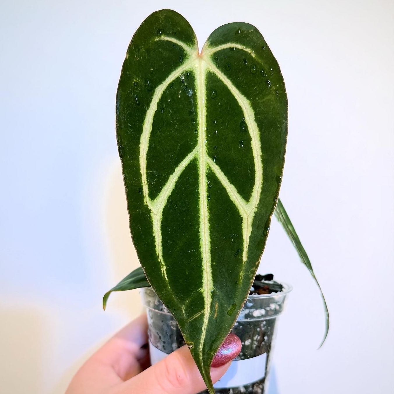 Photo of the plant species Anthurium 'Carla Black' by @itsfabiii named Anthurium Carlablackiae on Greg, the plant care app