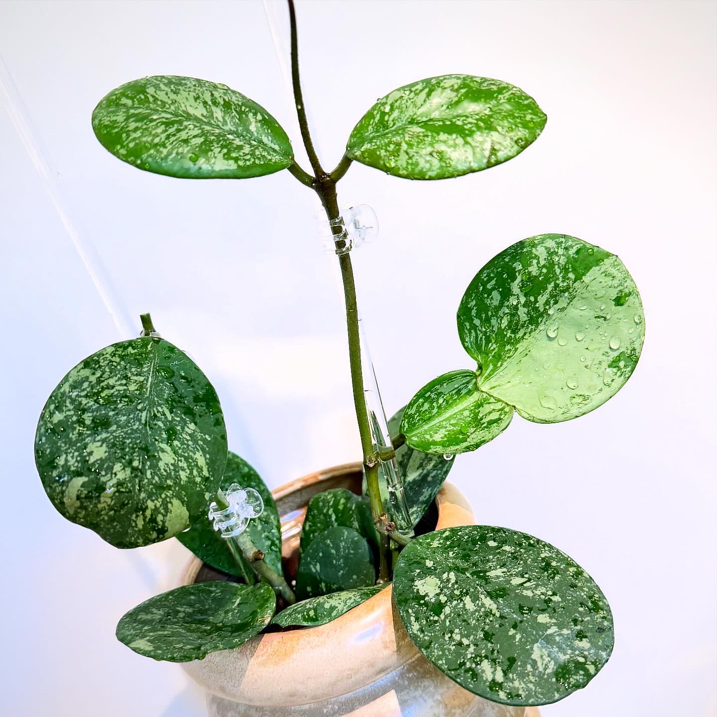 Photo of the plant species Splash Hoya Obovata by @itsfabiii named Hoya Obovata Splash on Greg, the plant care app