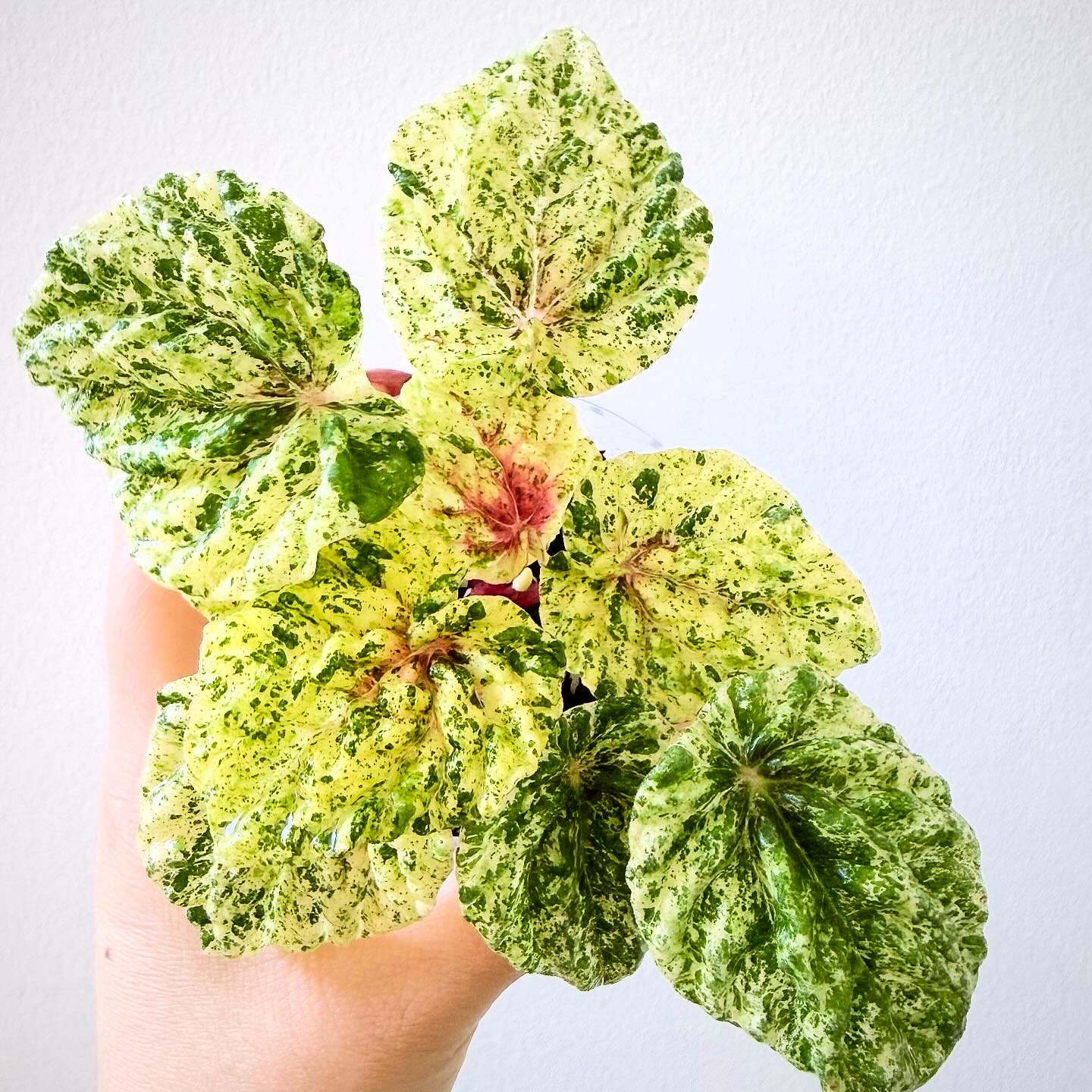 Photo of the plant species Tricolor Ripple Peperomia by @itsfabiii named Peperomia Freckles on Greg, the plant care app