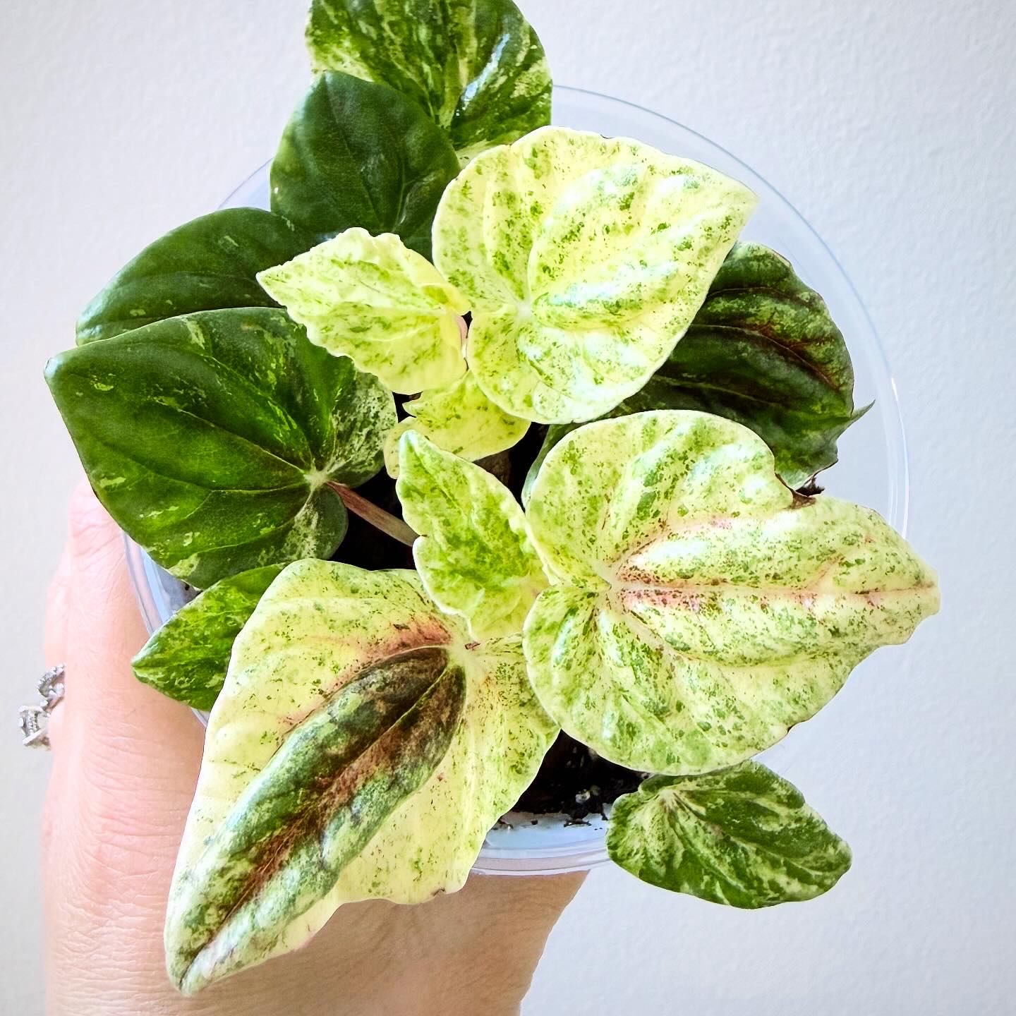 Photo of the plant species Tricolor Ripple Peperomia by @itsfabiii named Peperomia Caperata ‘Helios’ on Greg, the plant care app