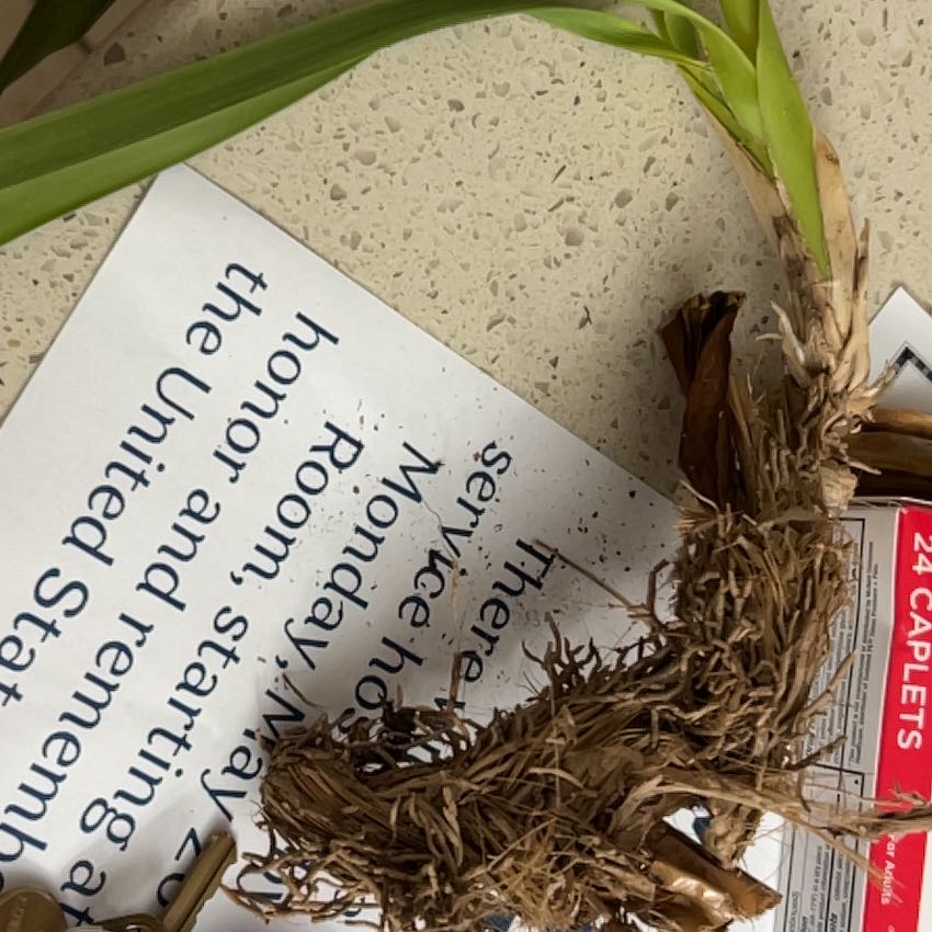 Photo of the plant species Dancing Lady Orchid by @BrainyShallot94 named Bruce Lee on Greg, the plant care app