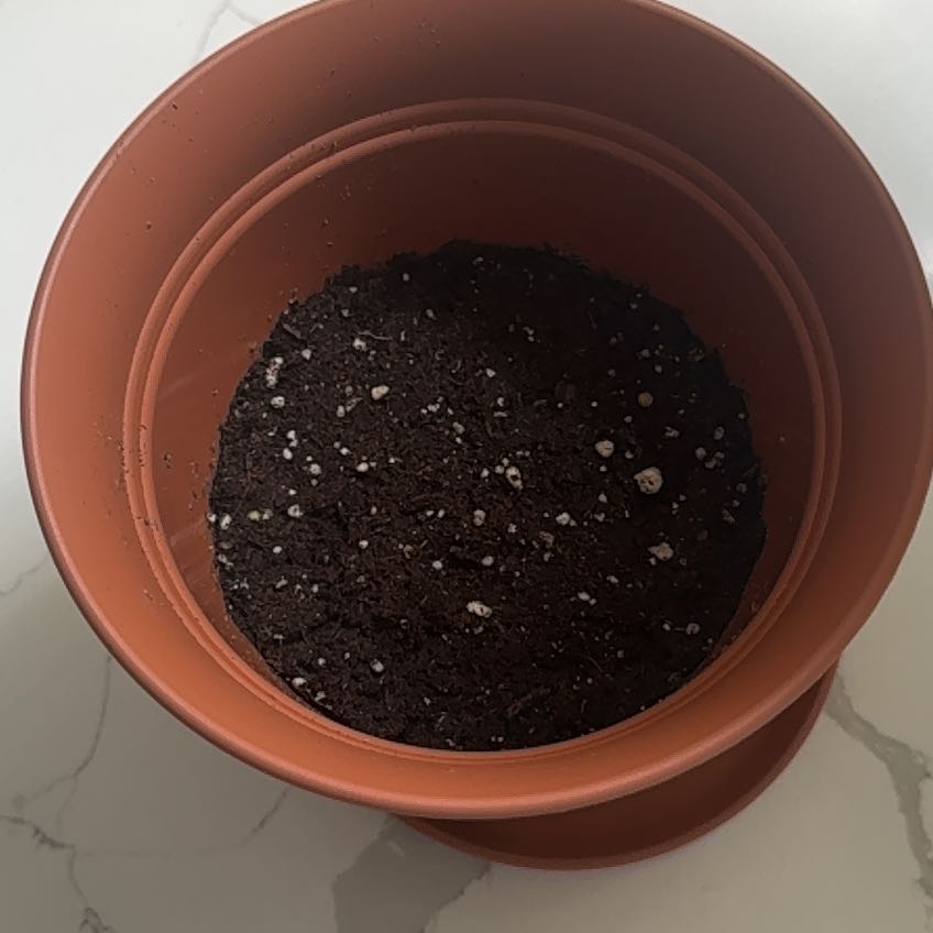 Photo of the plant species Petunia 'Cascadia' by @RichSquash36 named Cardi on Greg, the plant care app
