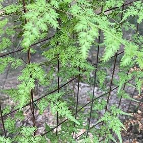 Photo of the plant species Japanese Climbing Fern by @VividHoyalisa63 named McKinley on Greg, the plant care app