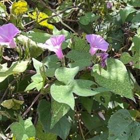 Photo of the plant species Tievine by @VividHoyalisa63 named Delilah on Greg, the plant care app