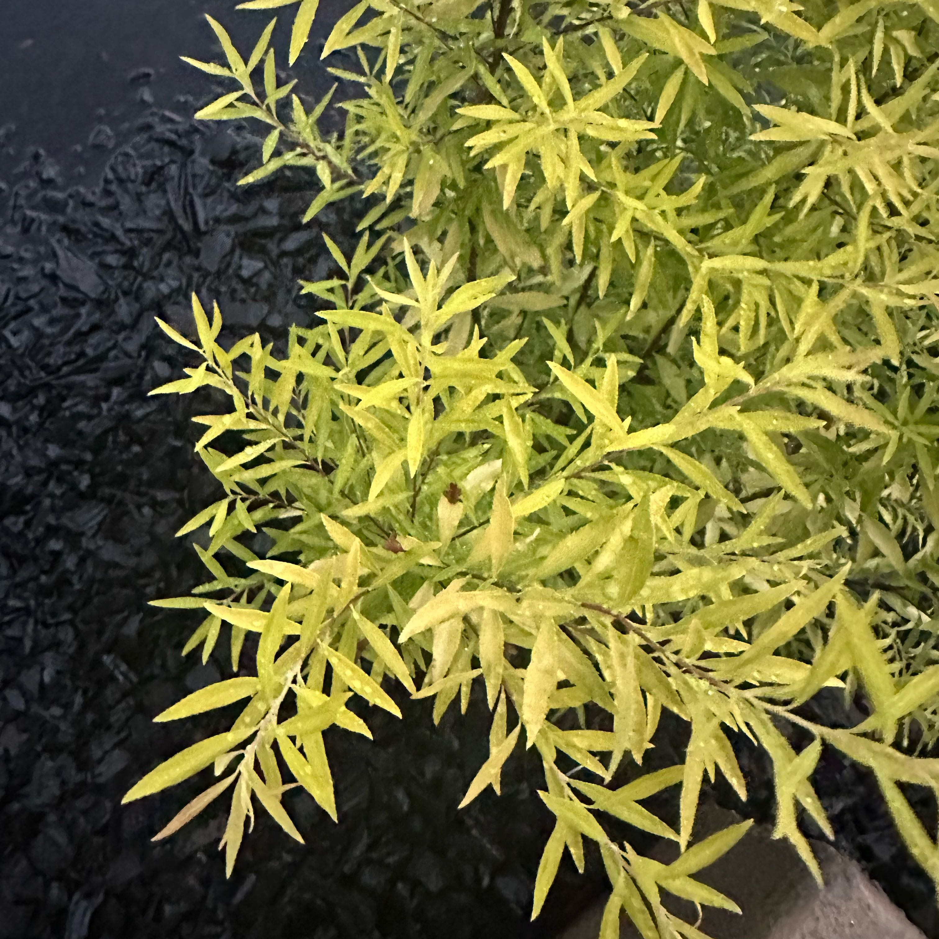 Photo of the plant species Spirea by @DinkumNoni3 named Maya on Greg, the plant care app