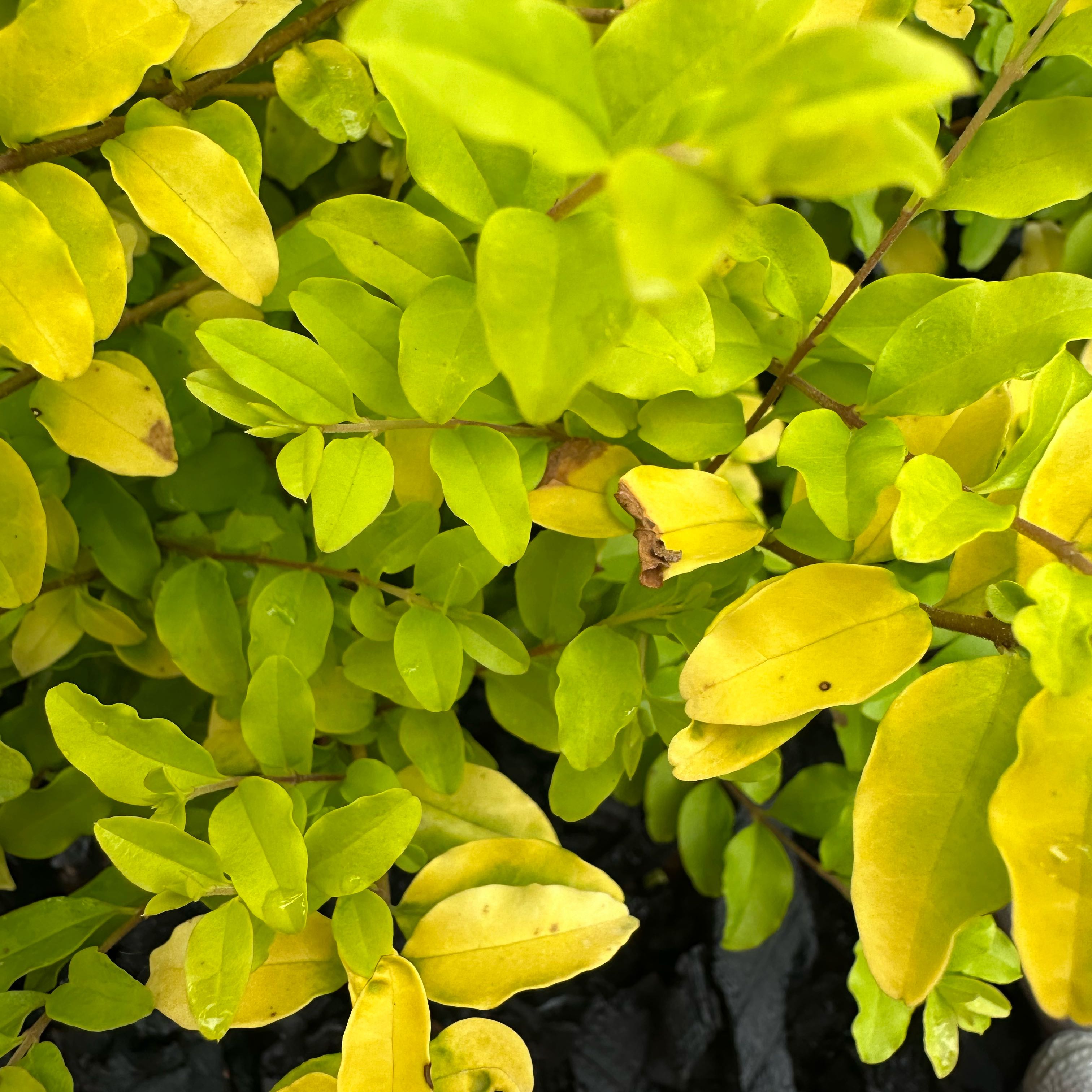 Photo of the plant species Golden Ligustrum by @DinkumNoni3 named Captain Plant-it on Greg, the plant care app