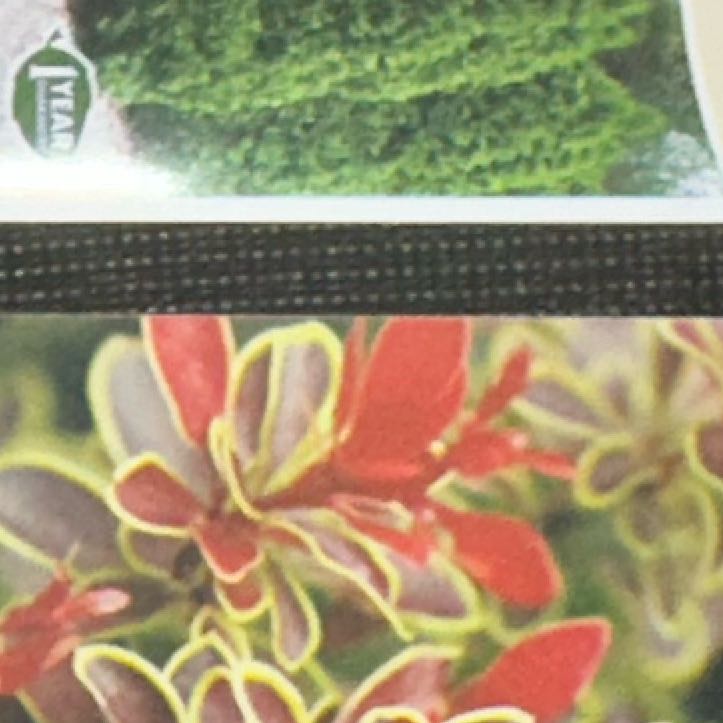 Photo of the plant species Magic Carpet Spirea by @DinkumNoni3 named Elina on Greg, the plant care app