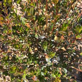 Photo of the plant species Kinnikinnick by @FreeKeylime90 named Madonna on Greg, the plant care app