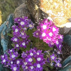 Photo of the plant species Lilacbush by @HighestSwampbay named James Dean on Greg, the plant care app