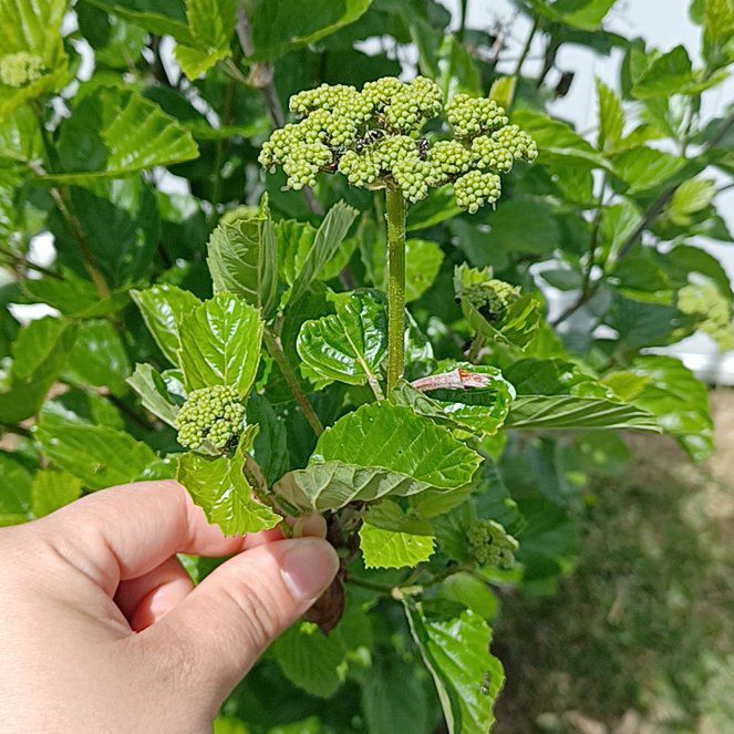 Photo of the plant species Viburnum 'Chicago Lustre' by @FairBreadfruit named Foxxy on Greg, the plant care app