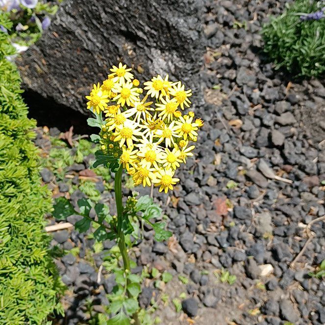 Photo of the plant species Butterweed by @FairBreadfruit named Scarlett on Greg, the plant care app
