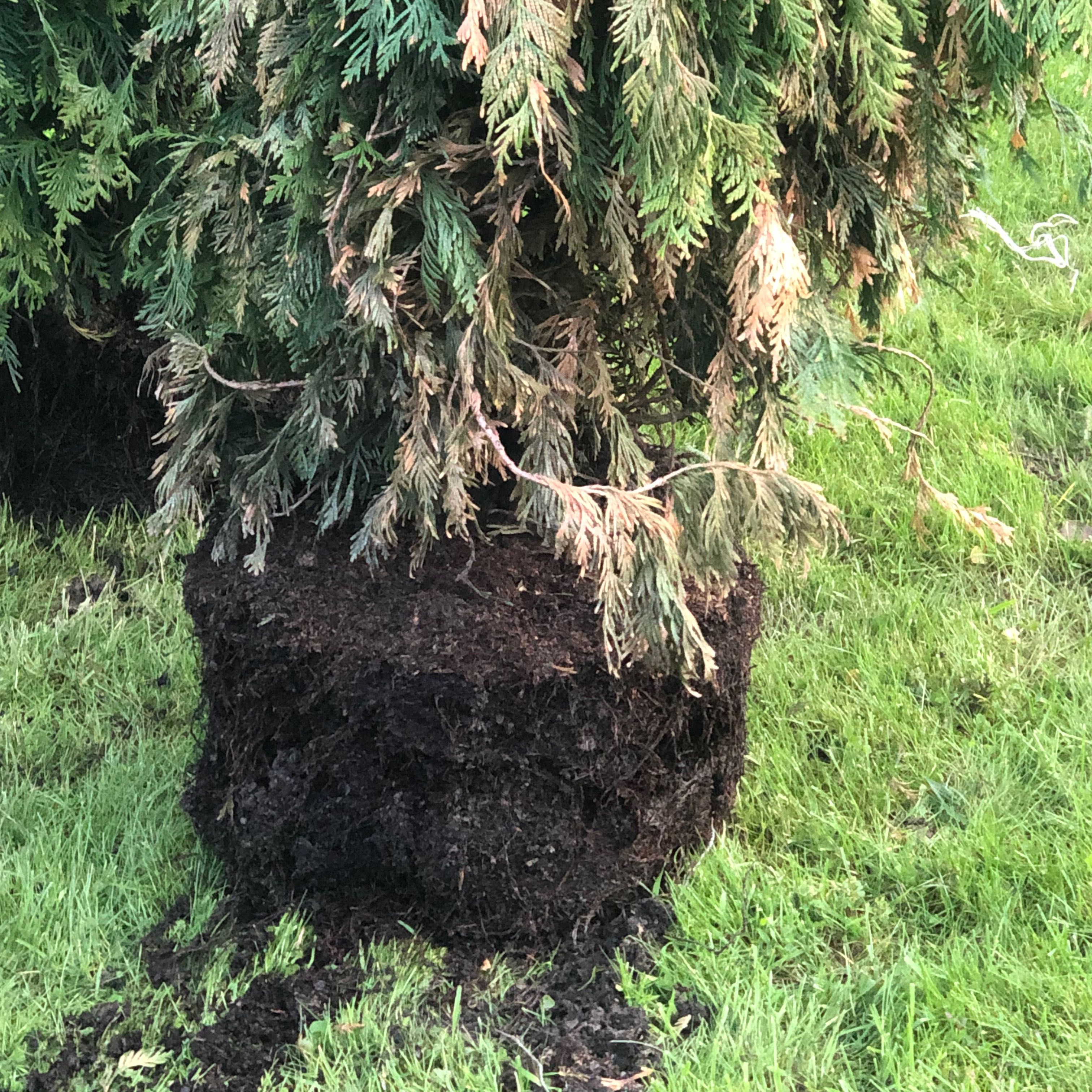 Photo of the plant species Green Giant Arborvitae by @RealWinika70 named Harper on Greg, the plant care app