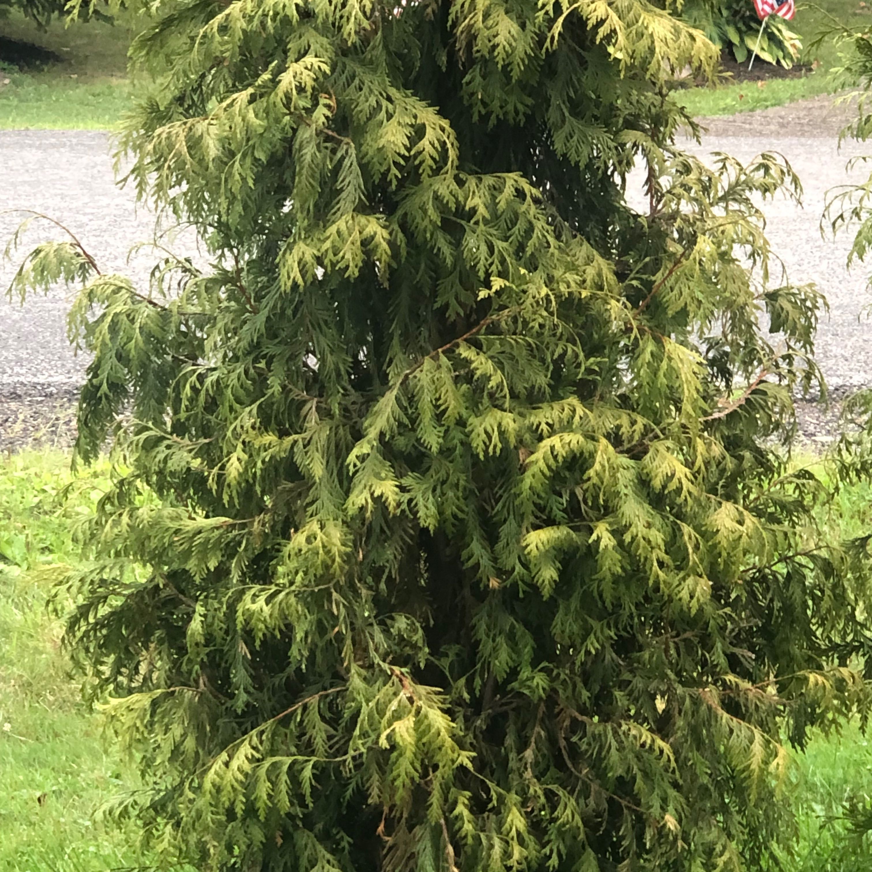 Photo of the plant species Green Giant Arborvitae by @RealWinika70 named Spike Leaves on Greg, the plant care app