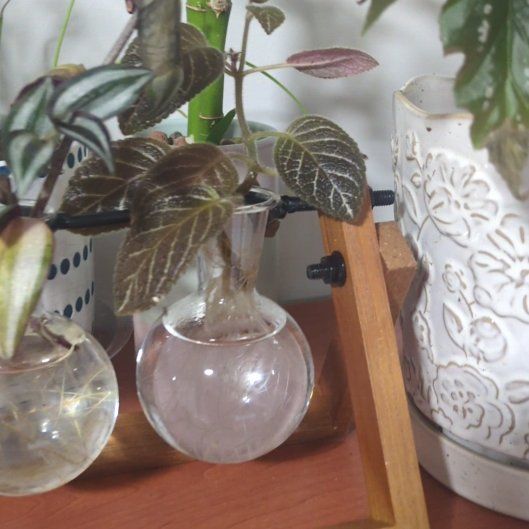 Photo of the plant species Flame Violet by @InspiredLukiwan named Girlfrond on Greg, the plant care app