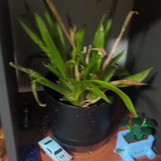 Photo of the plant species Bromeliad by @InspiredLukiwan named Sonora on Greg, the plant care app