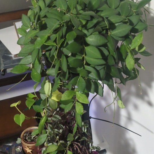 Photo of the plant species Hoya 'Burtoniae' by @InspiredLukiwan named Bieber on Greg, the plant care app