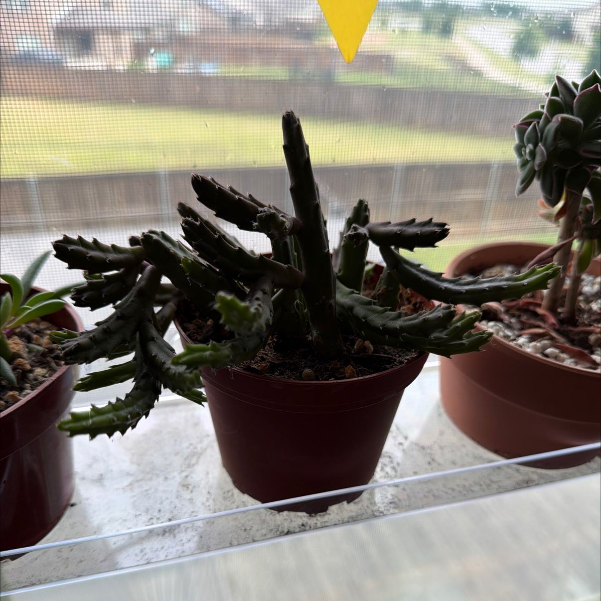 Photo of the plant species Schinz's Stapelia by @mbennett31 named Foxxy on Greg, the plant care app