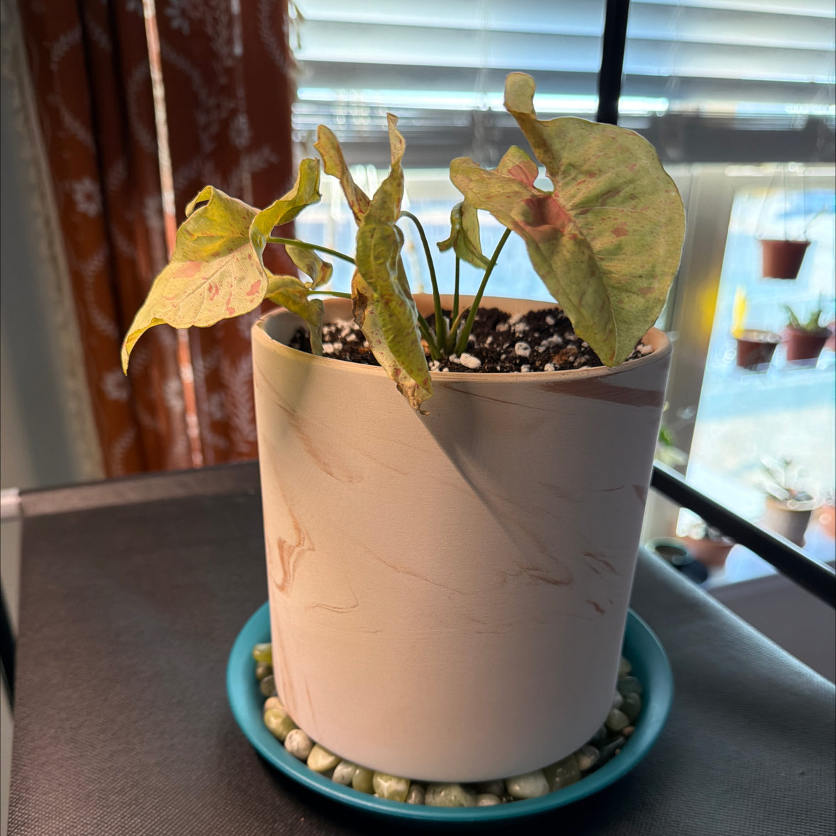 Photo of the plant species Milk Confetti Syngonium by @mbennett31 named Fluttershy on Greg, the plant care app