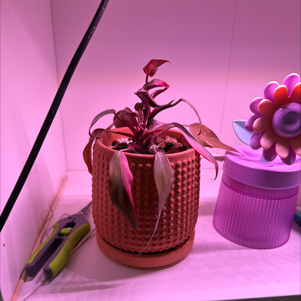 Photo of the plant species Black Cherry Pink Princess by @mbennett31 named Pinky Pie on Greg, the plant care app