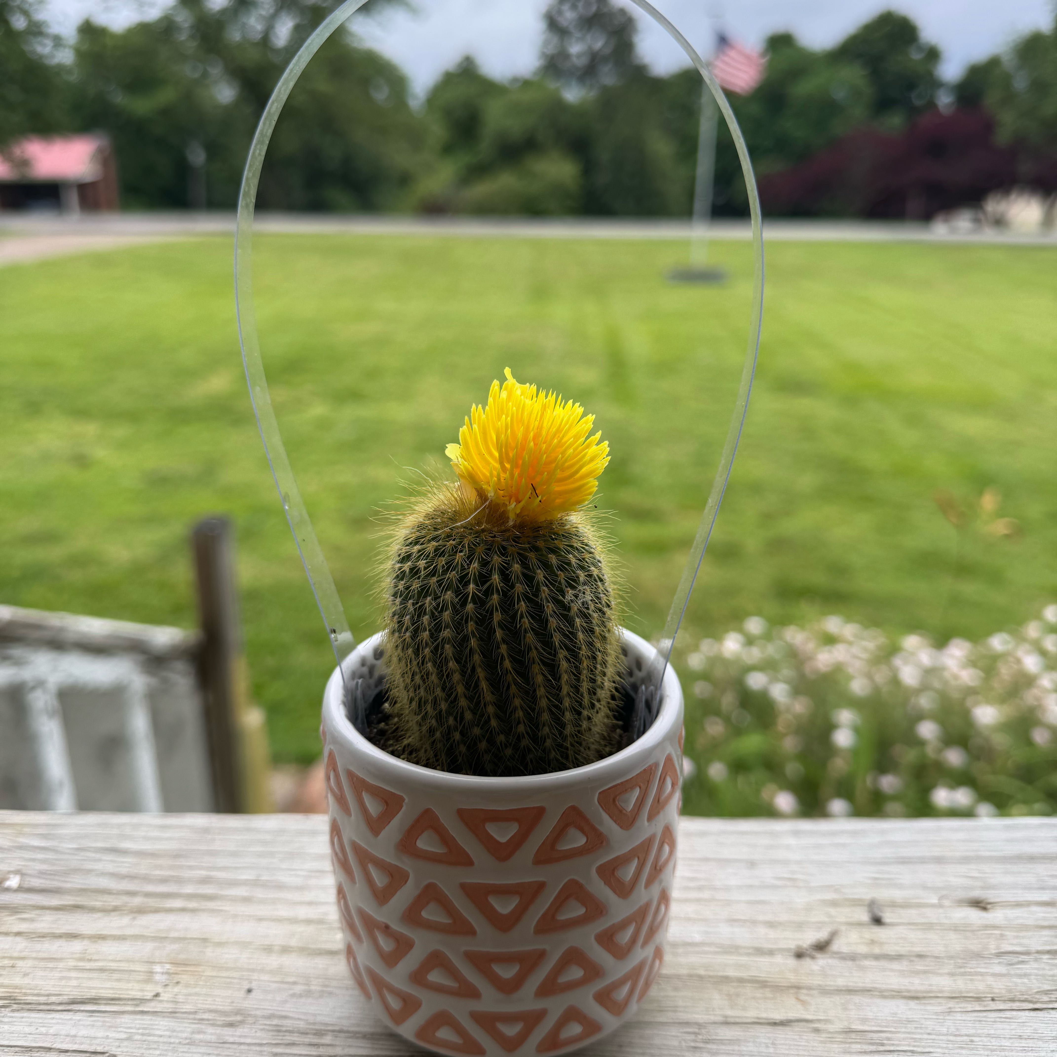 Photo of the plant species cactus by @EquitableNeem66 named Nemo on Greg, the plant care app