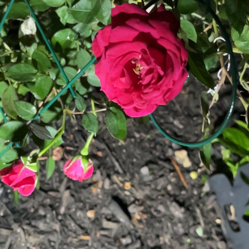 Photo of the plant species Red Climbing Rose by @ArtisteChards named James Dean on Greg, the plant care app