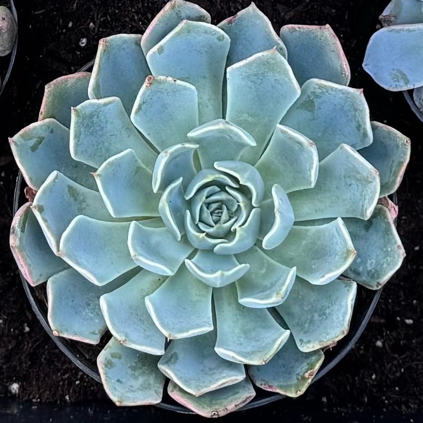 Photo of the plant species Echeveria 'Allegra' by @HipWoodruff63 named Eva on Greg, the plant care app