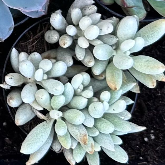 Photo of the plant species Woolly Senecio by @HipWoodruff63 named Gaga on Greg, the plant care app