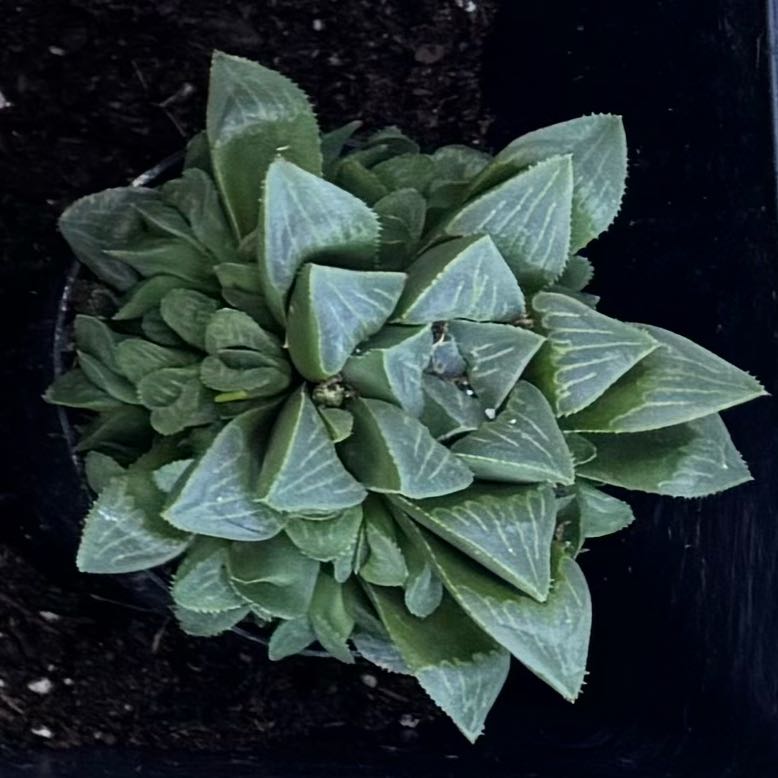 Photo of the plant species Haworthia mirabilis var. mundula by @HipWoodruff63 named Fernie Mercury on Greg, the plant care app