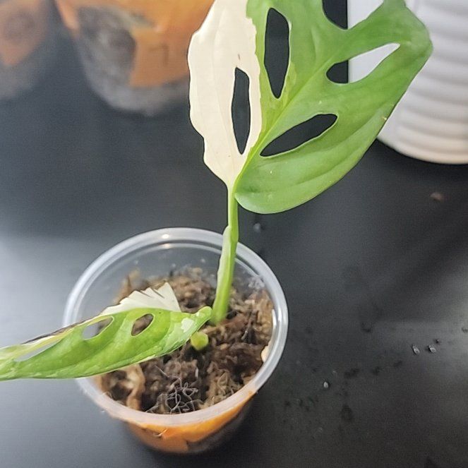 Photo of the plant species Monstera by @mushlove named Terra on Greg, the plant care app