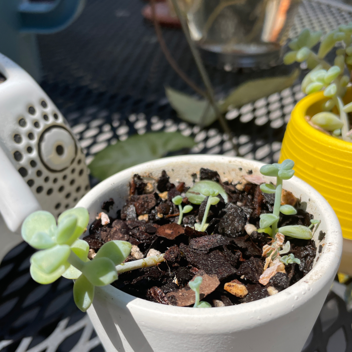 Graptosedum 'Blue Giant' succulent in a white pot with visible soil and healthy leaves.