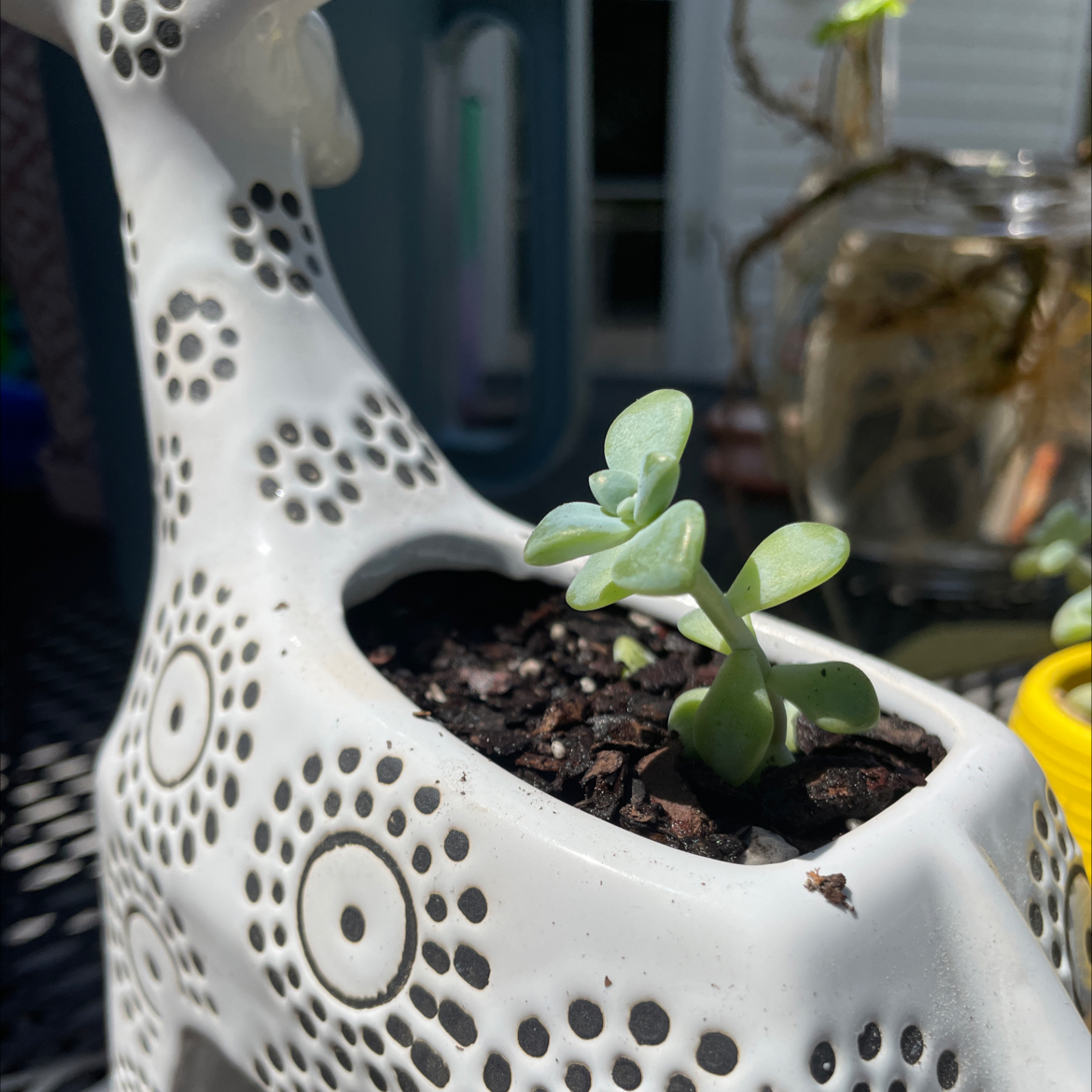 Graptosedum 'Blue Giant' succulent in a decorative giraffe-shaped pot with visible soil.